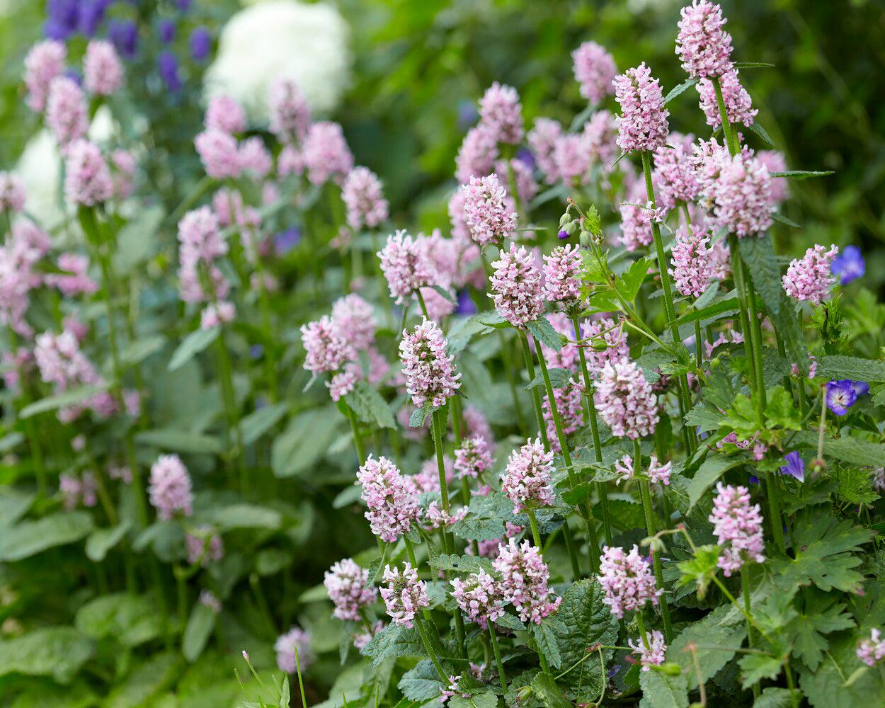 Stachys Officinalis 'Summer Sweets' (Betony)