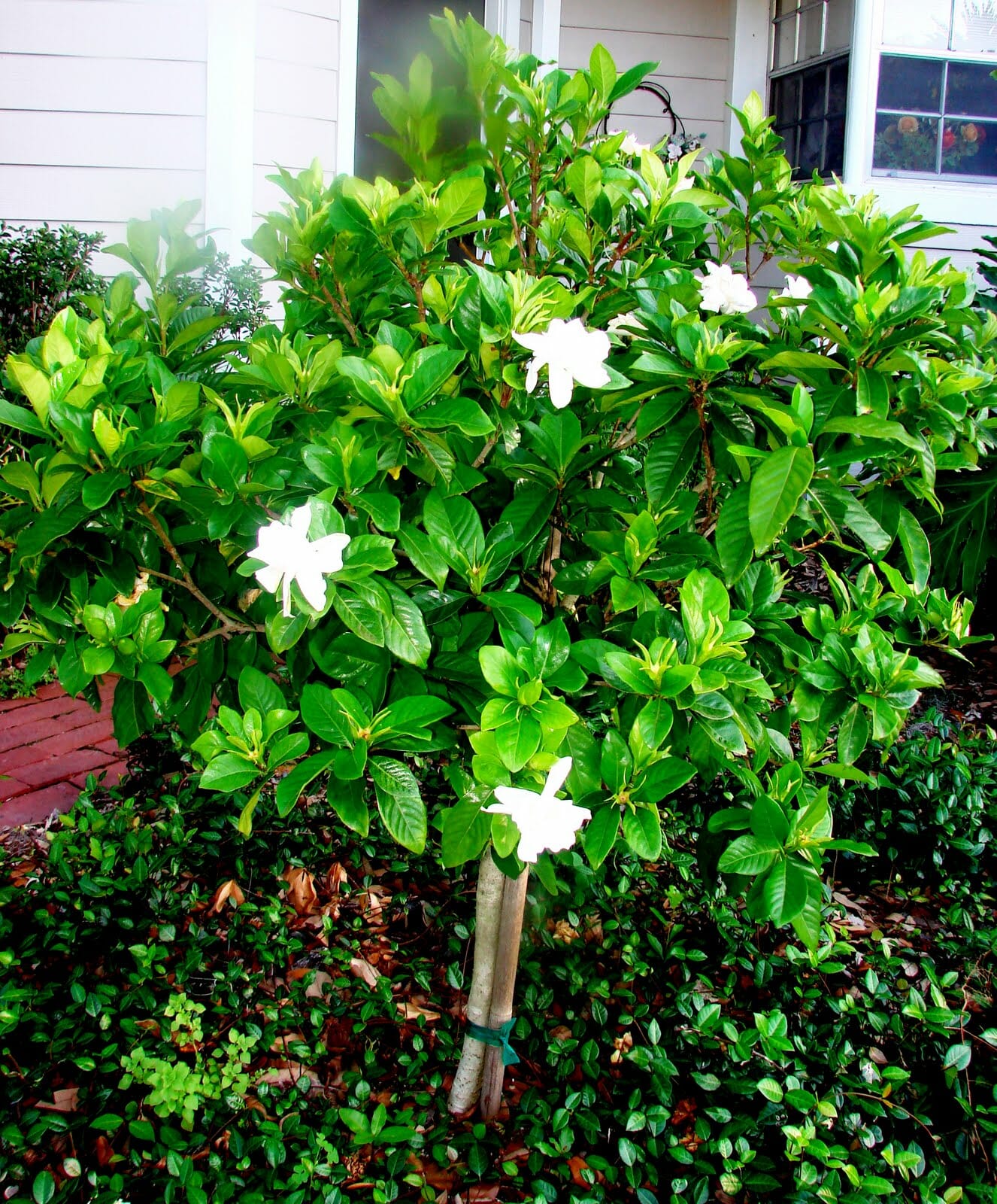 Gardenia 'Magnifica'