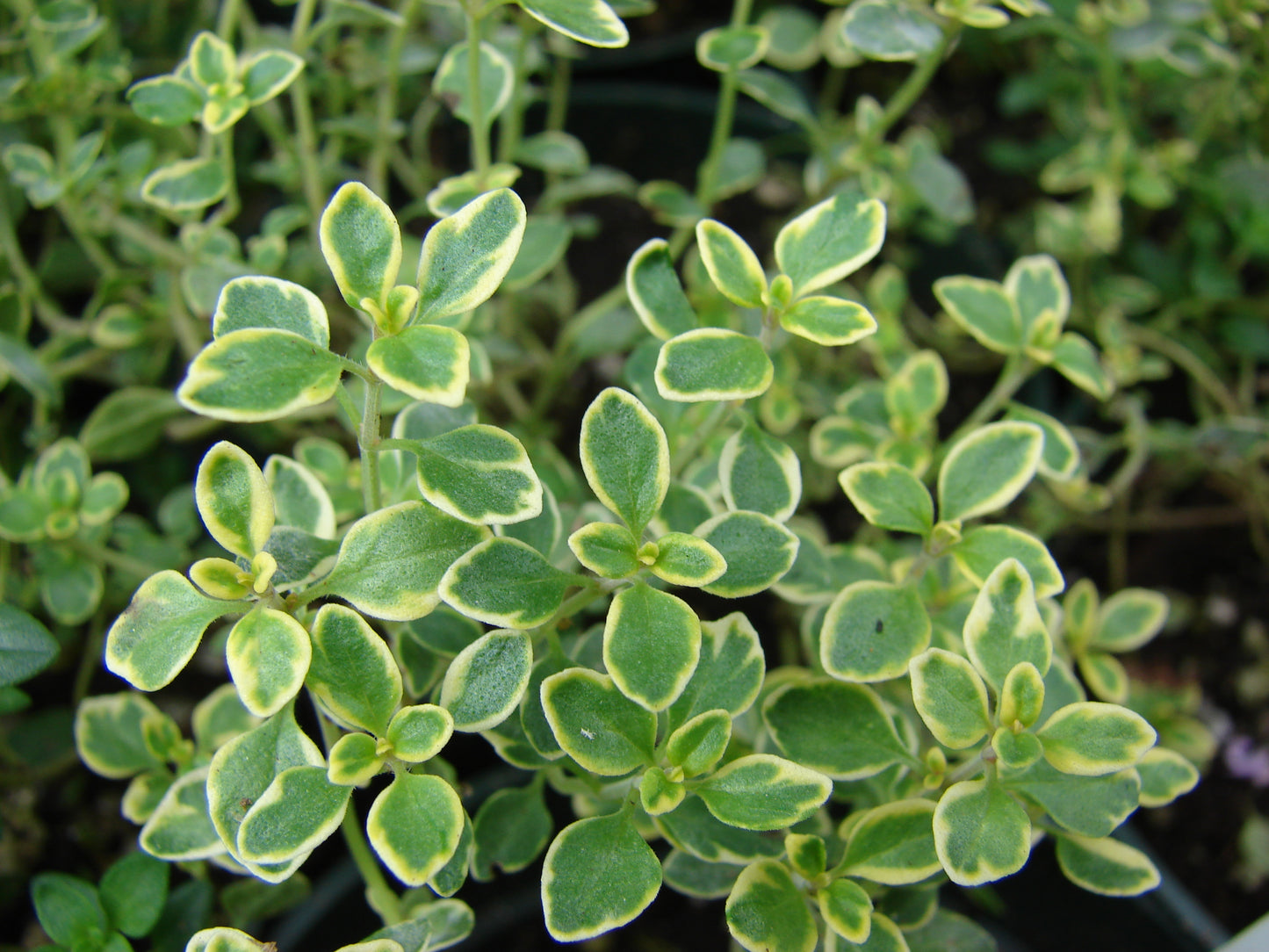 Thymus Citriodorus (Lemon Scented Thyme)