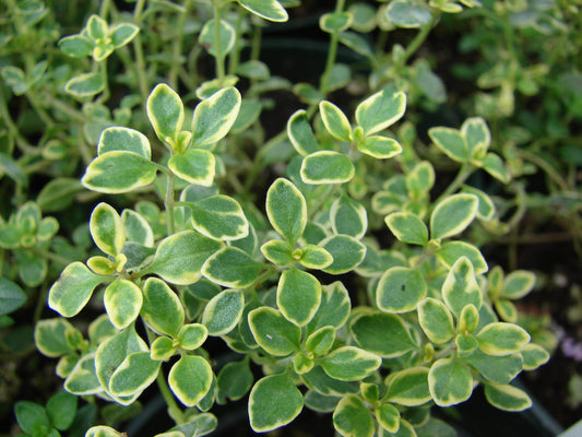 Thymus Citriodorus (Lemon Scented Thyme)