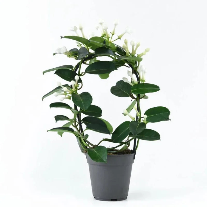 Stephanotis Floribunda (Madagascar Jasmine) Tripod