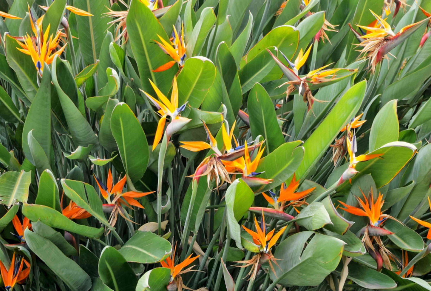 Strelitzia Reginae (Bird of Paradise)