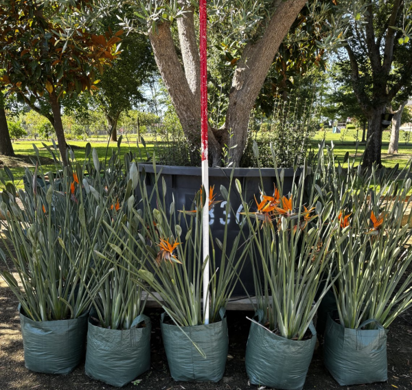 Strelitzia Parvifolia (Small-Leaf Bird Of Paradise)