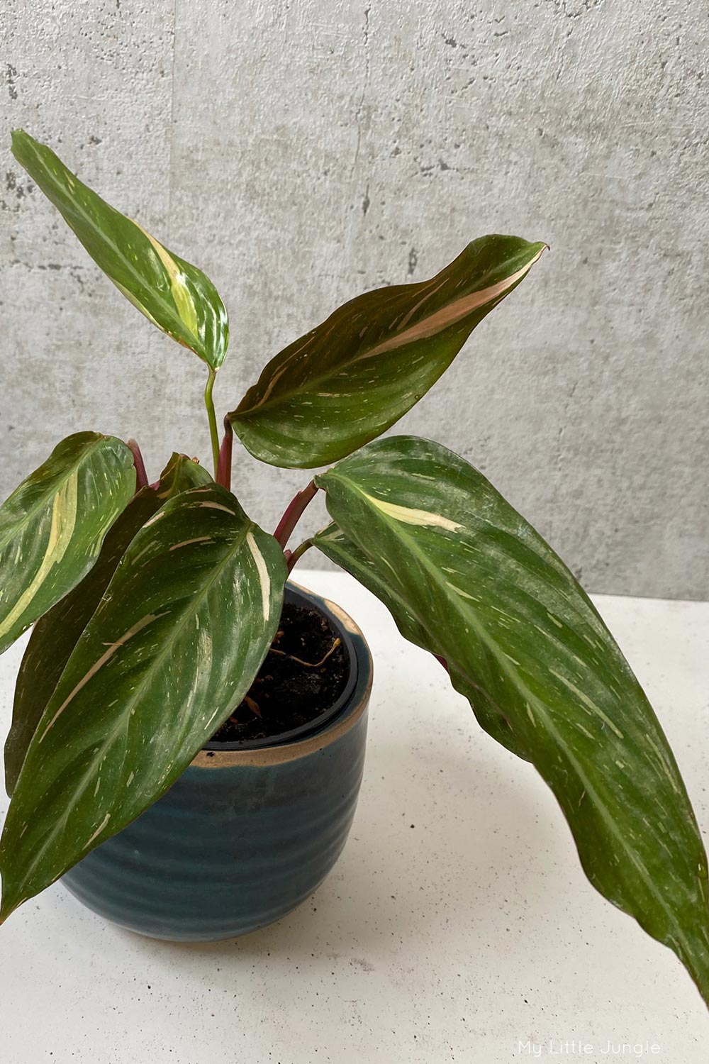 Stromanthe sanguinea ‘Magic Star’ (Triostar Stromanthe)