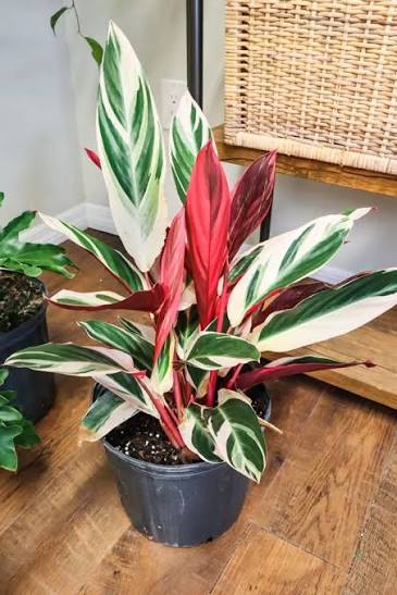 Stromanthe Sanguinea (Triostar Stromanthe)