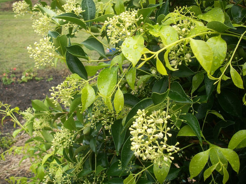 Acmena Smithii 'Sublime'