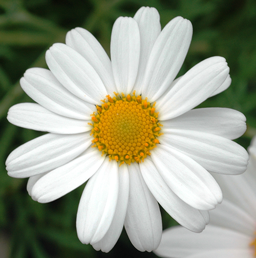 Argyranthemum frutescens Summit White 'Federation Daisy'