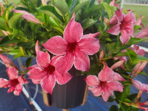 Mandevilla ‘Sun Parasol® Marvellous’ (Dipladenia / Mandevilla Vine)