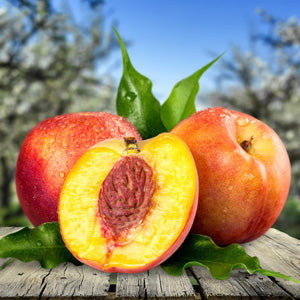 Prunus Persica var. Nucipersica 'Sunset' (Super Dwarf Sunset Nectarine)