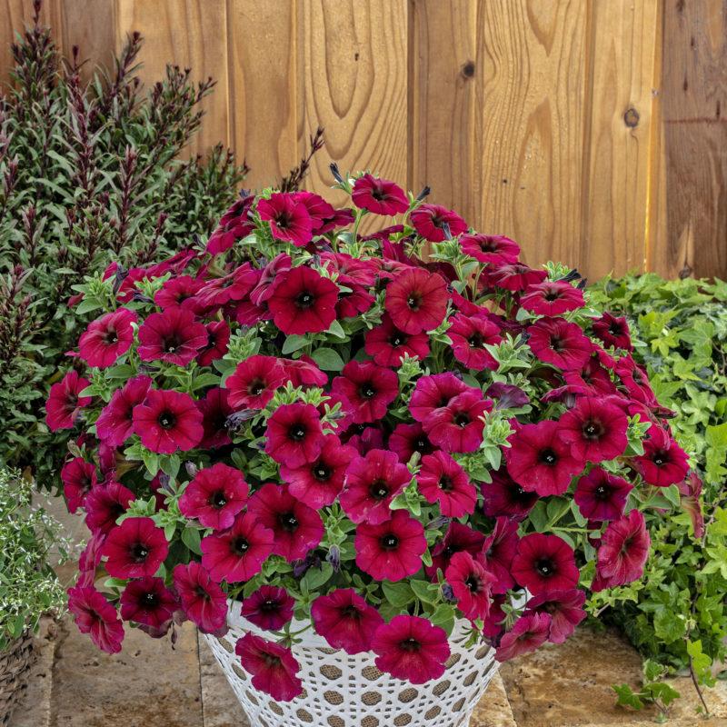 Petunia × Calibrachoa ‘SuperCal Premium Bordeaux’