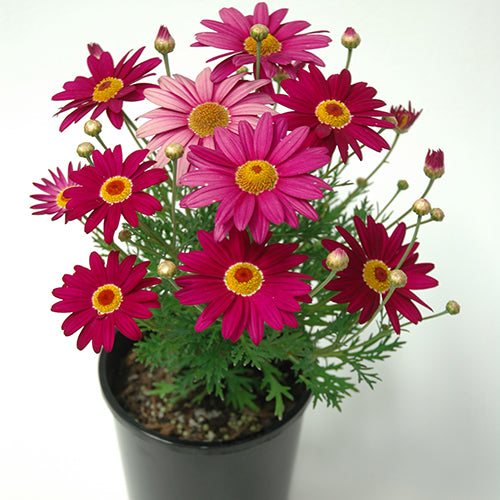 Argyranthemum frutescens (Argyranthemum Superior Purple PBR)