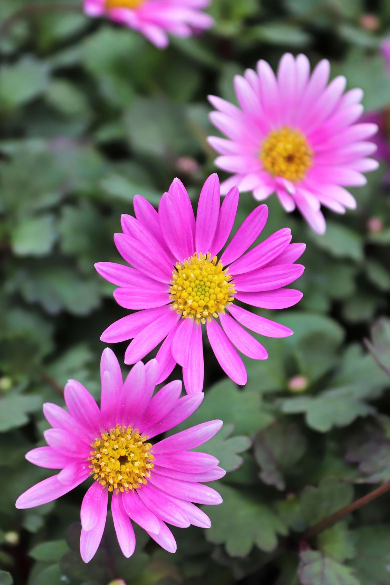 Brachyscome ‘Bonstar® Bright Pink’ (Swan River Daisy)