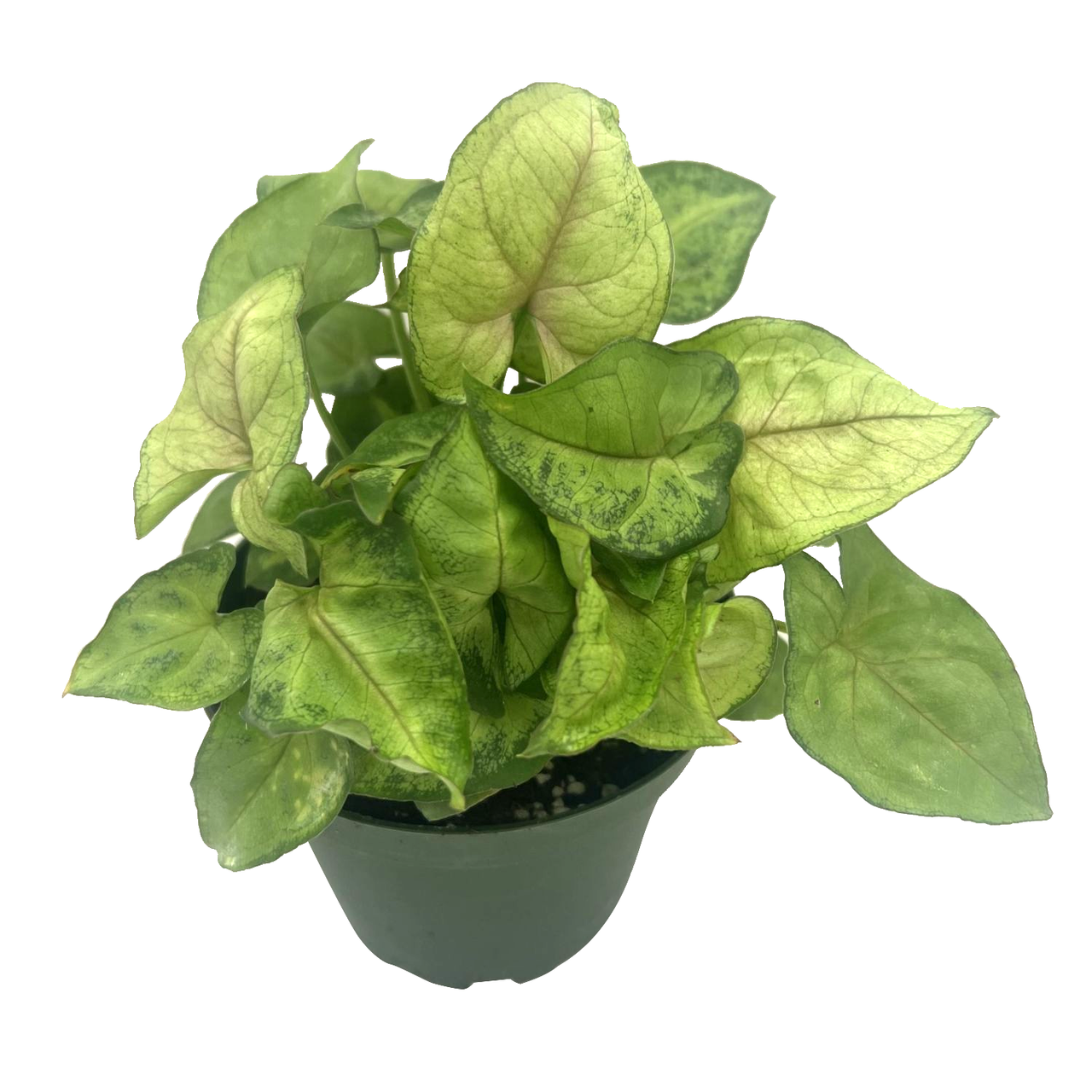 Syngonium Berry (Berry Syngonium)