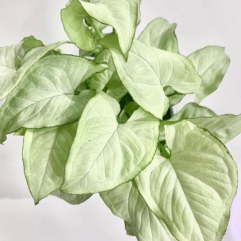 Syngonium Podophyllum ‘Holly’ (Holly Arrowhead Plant)