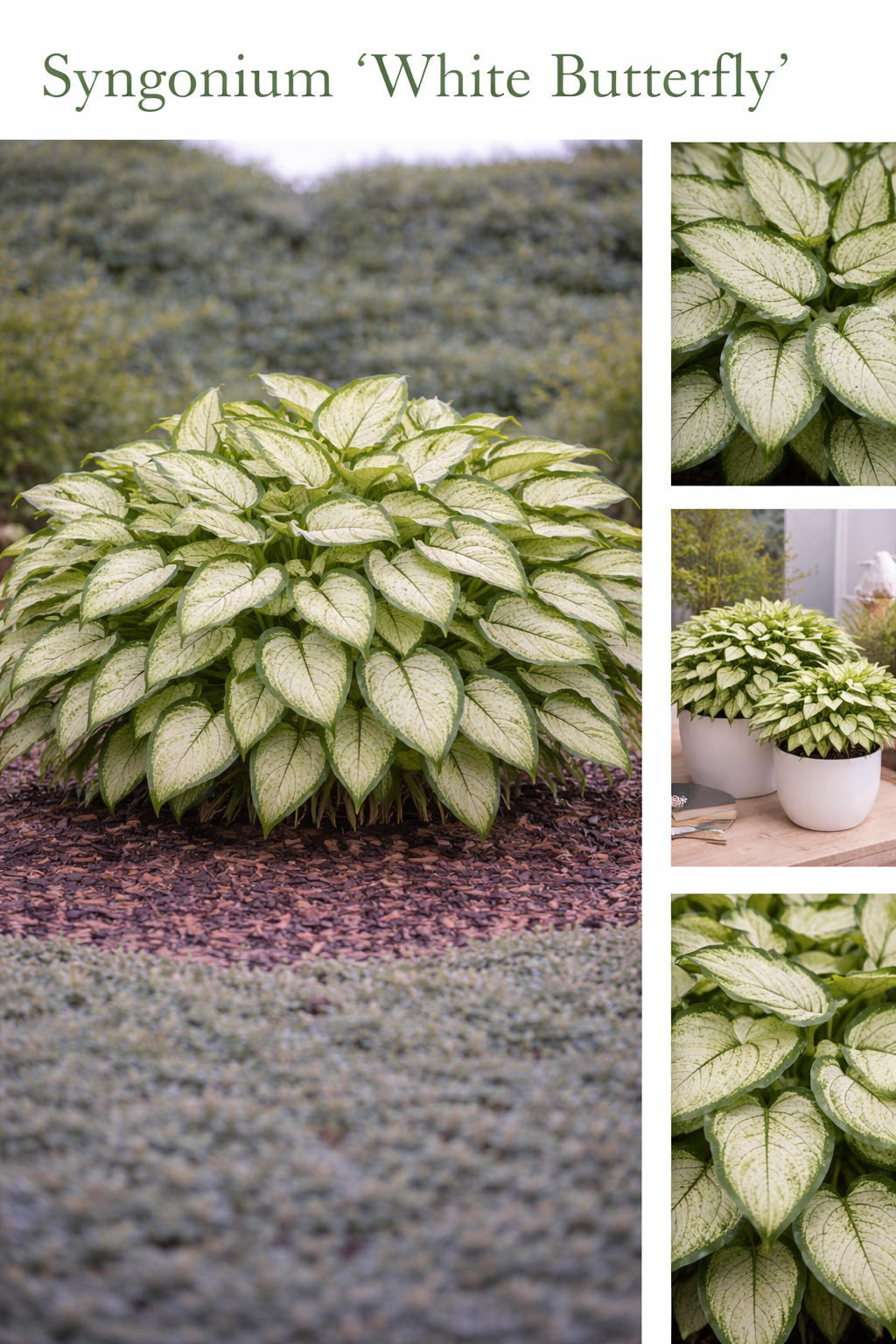 Syngonium (White Butterfly)