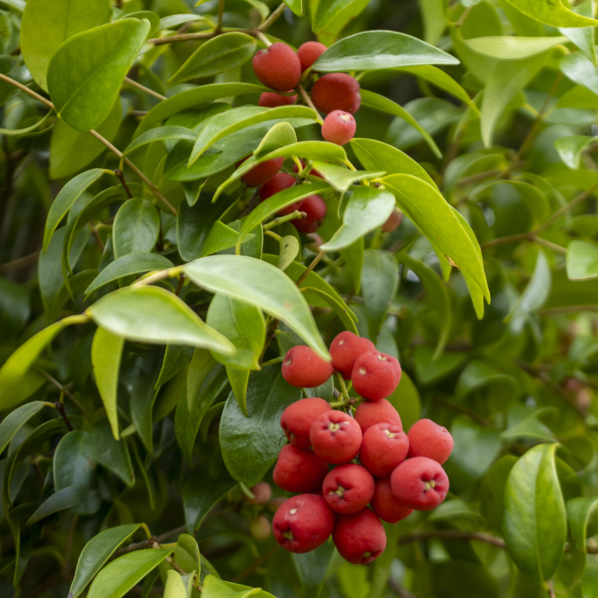 Syzygium luehmannii (Riberry / Small-leaved Lilly Pilly)
