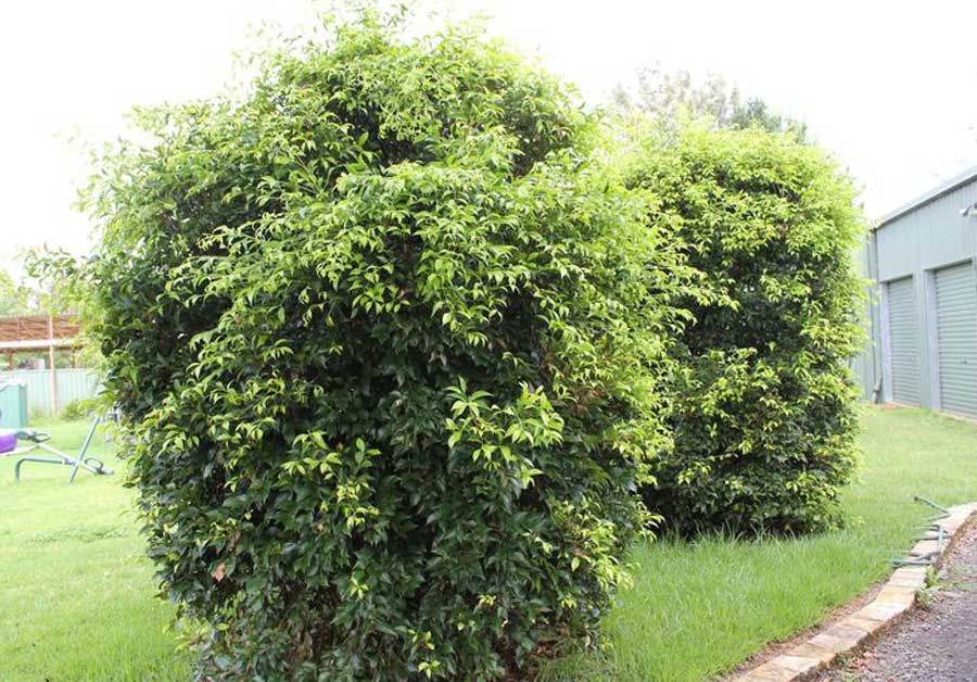 Syzygium Australe ‘Pinnacle’ used as a striking feature tree in a backyard, adding vertical greenery.