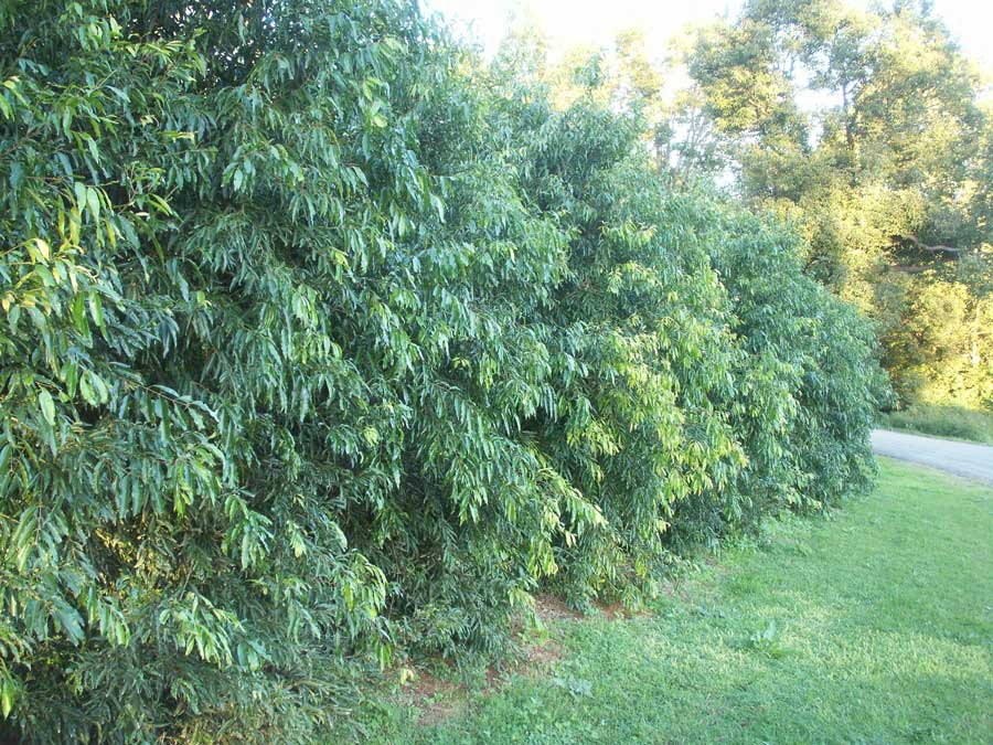 Syzygium Australe ‘Pinnacle’ planted as a hedge, creating a lush, narrow privacy screen with vibrant foliage.