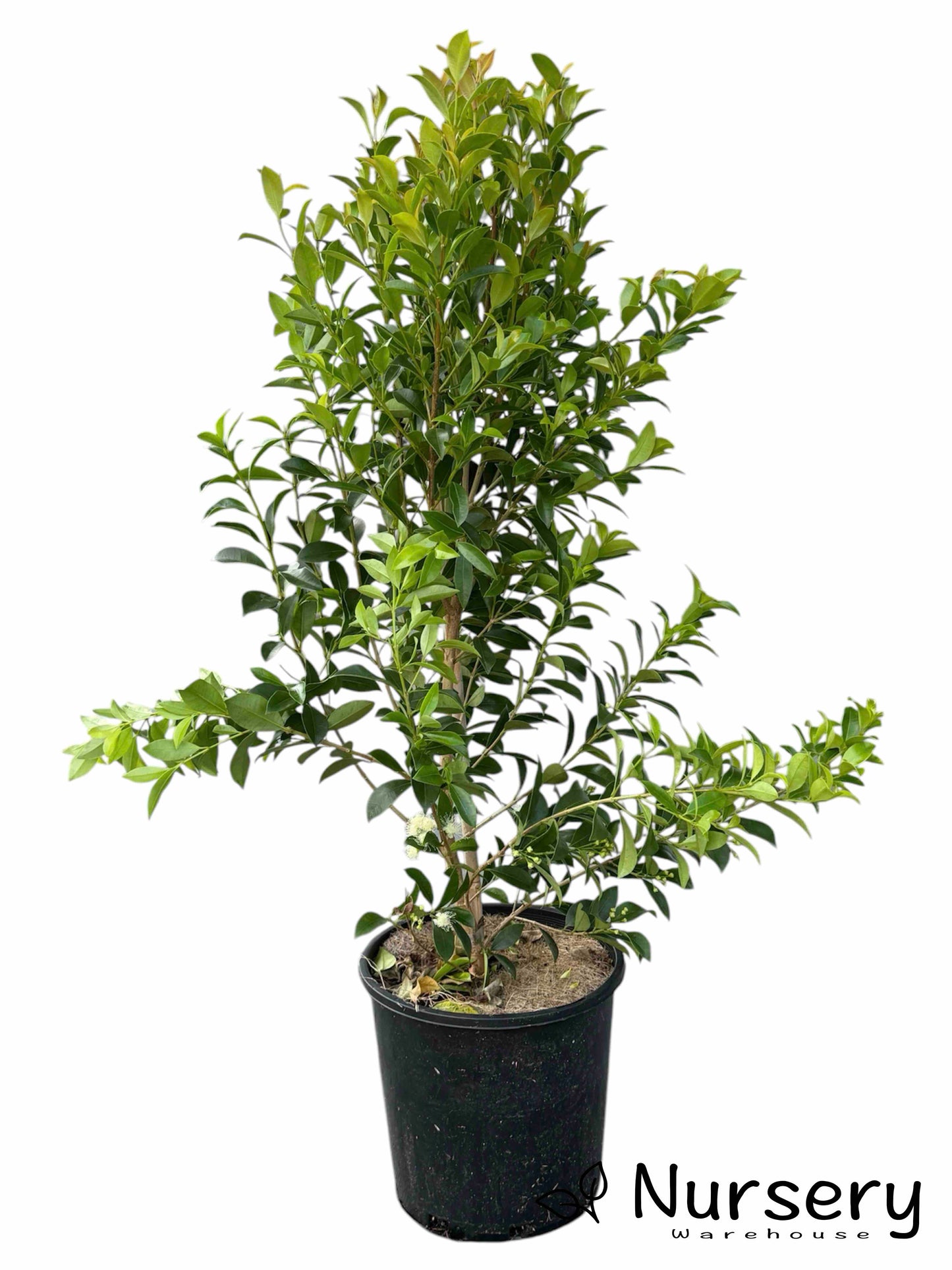 Syzygium Hinterland Gold (Hinterland Gold Lilly Pilly)