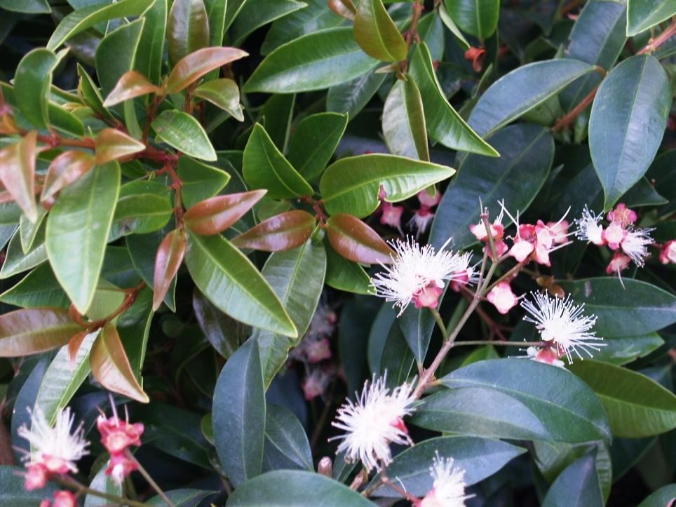 Syzygium Smithii ‘Firescreen’ (Syn. Acmena Smithii)