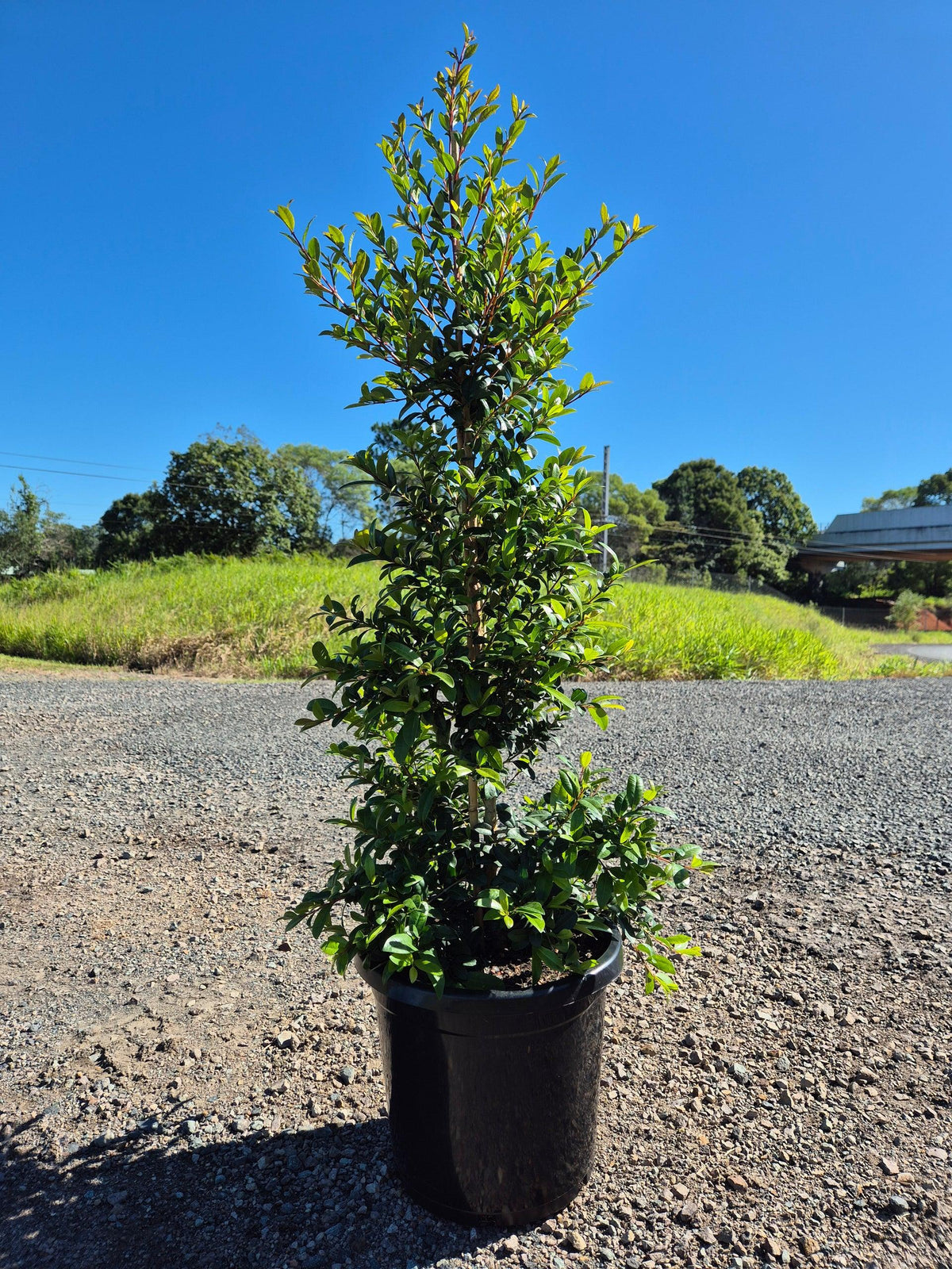 Syzygium Australe ‘SAN01’ Straight and Narrow™ (Straight and Narrow Lilly Pilly)