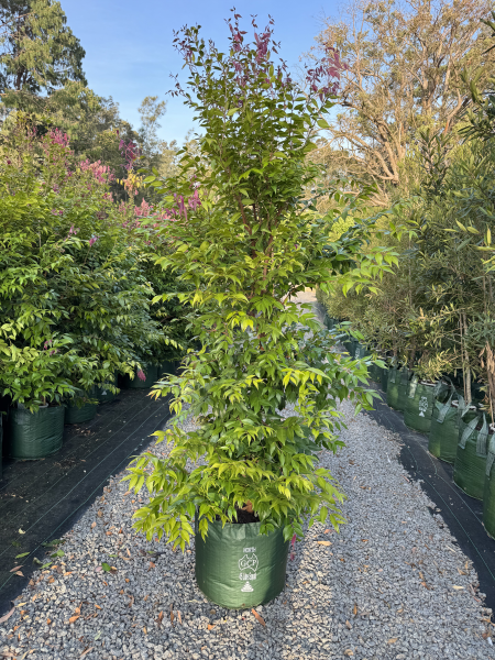 Syzygium Cascade (Lilly Pilly Cascade)