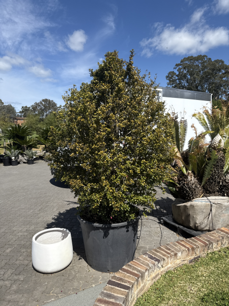 Syzygium Australe ‘Select’ (Lilly Pilly)
