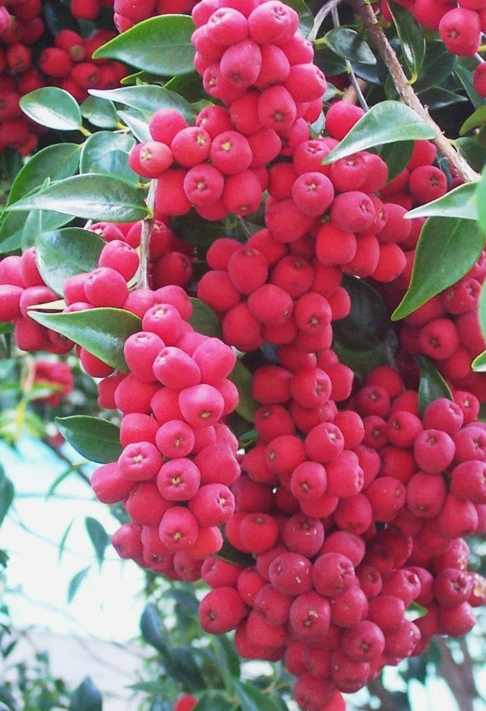 Syzygium luehmannii ‘Little Denise’ (Riberry ‘Little Denise’)
