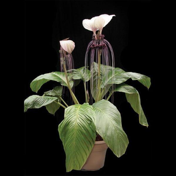 Tacca Subflabellata (White Moon Bat Plant)