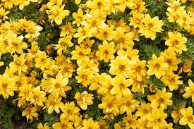 Tagetes Lemmonii (Mexican Bush Marigold)