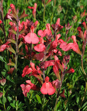 Salvia greggii ‘Tangerine’ (Tangerine Sage)