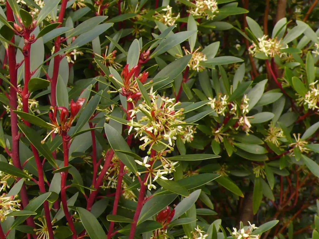 Tasmannia Lanceolata 'Tucker Bush™ Mountain Pepper Male' (Mountain Pepper)
