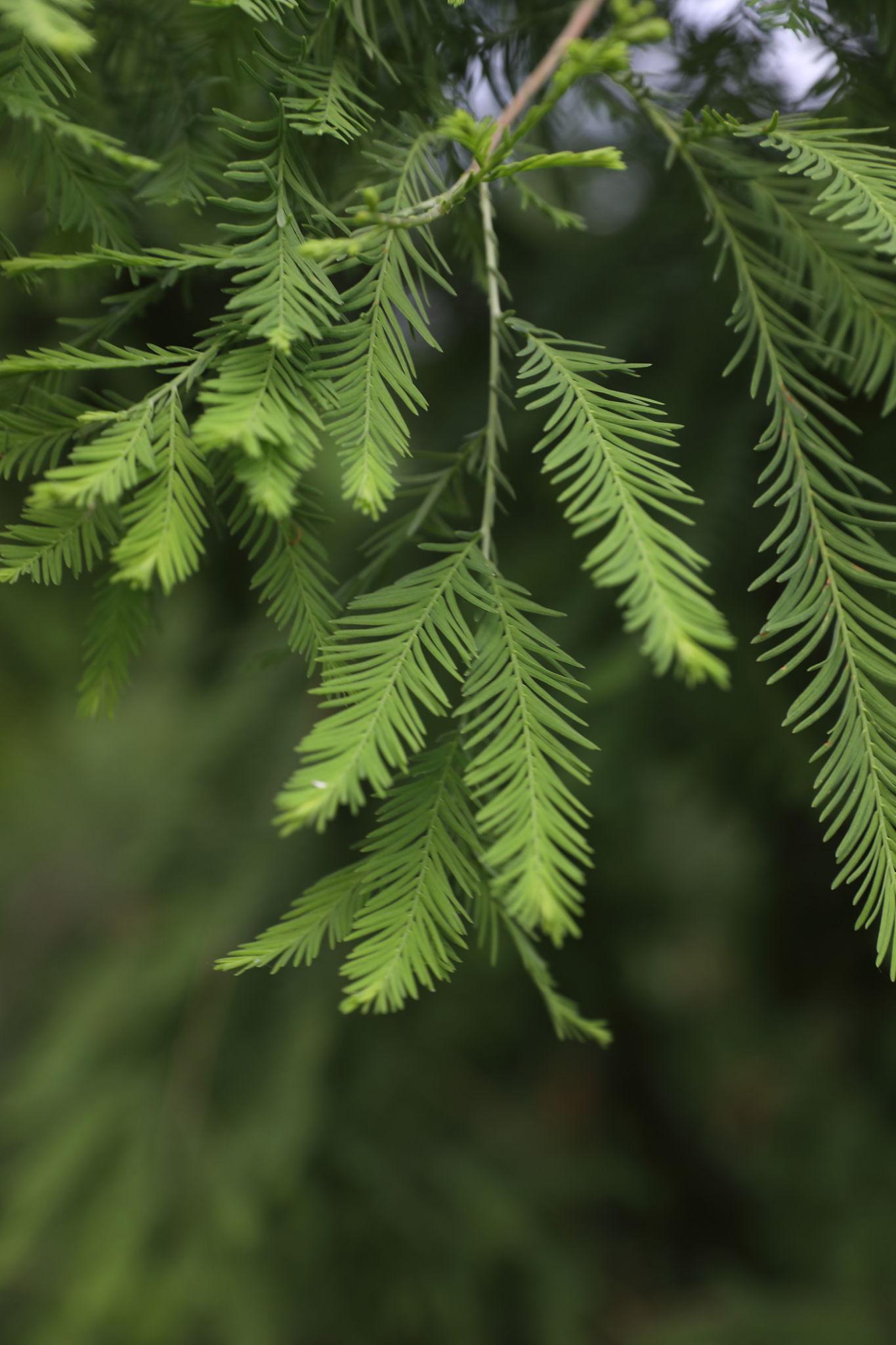 Taxodium Distichum (Bald Cypress / Swamp Cypress)