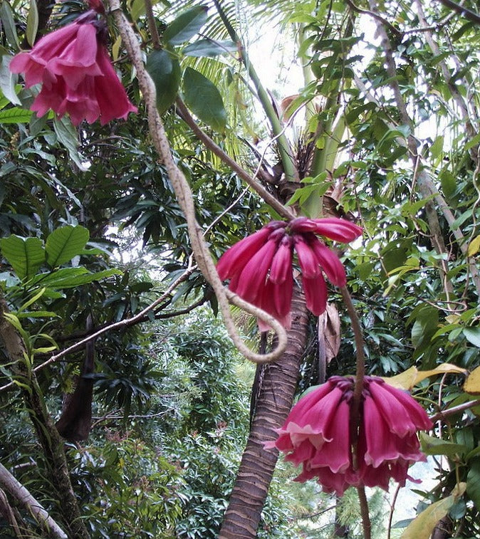 Tecomanthe dendrophila (New Guinea Trumpet Vine)