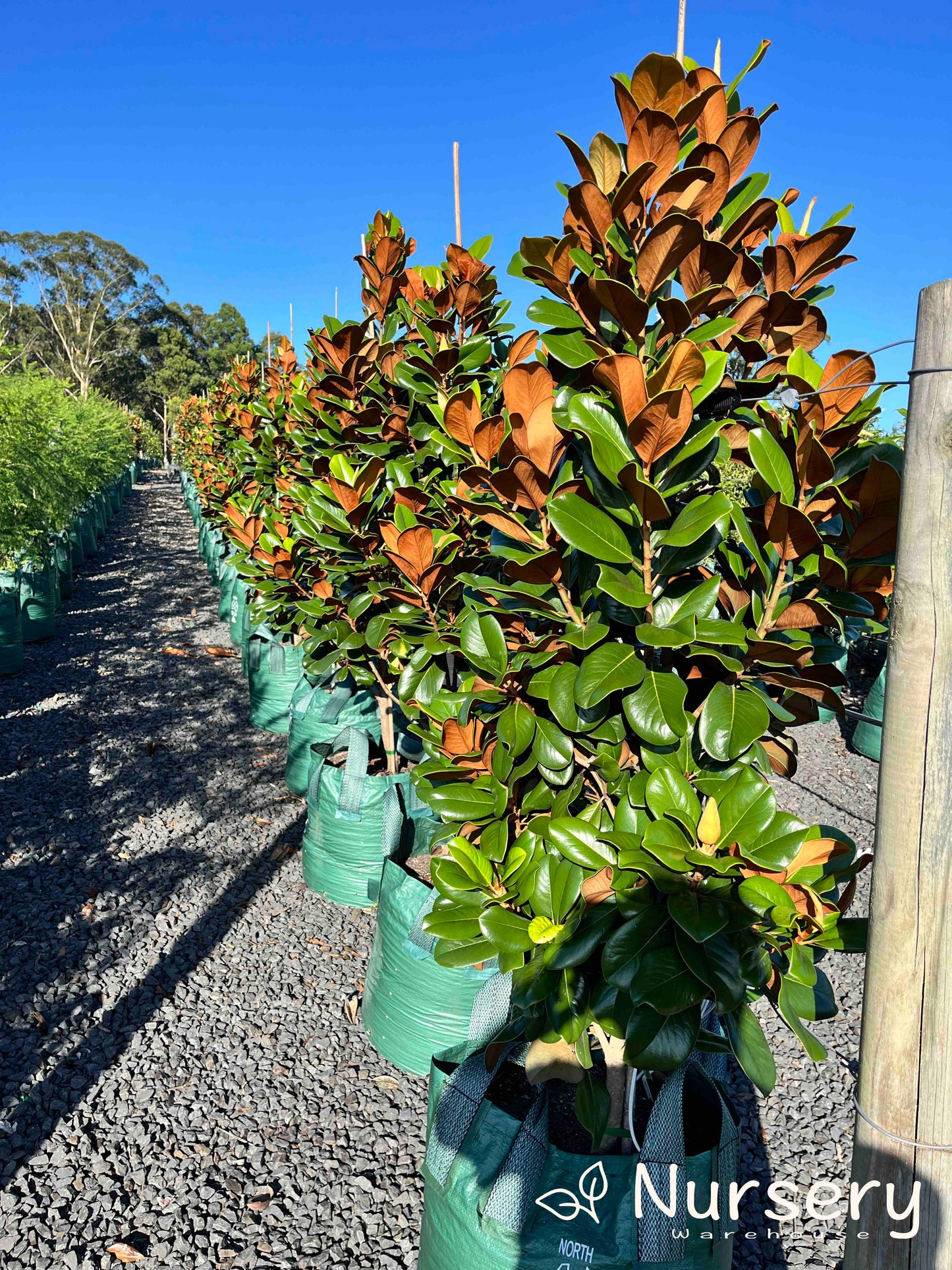 Magnolia Grandiflora 'Teddy Bear'