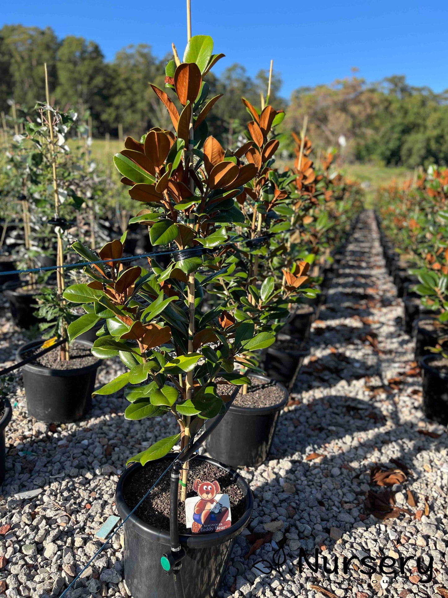 Magnolia Grandiflora 'Teddy Bear'