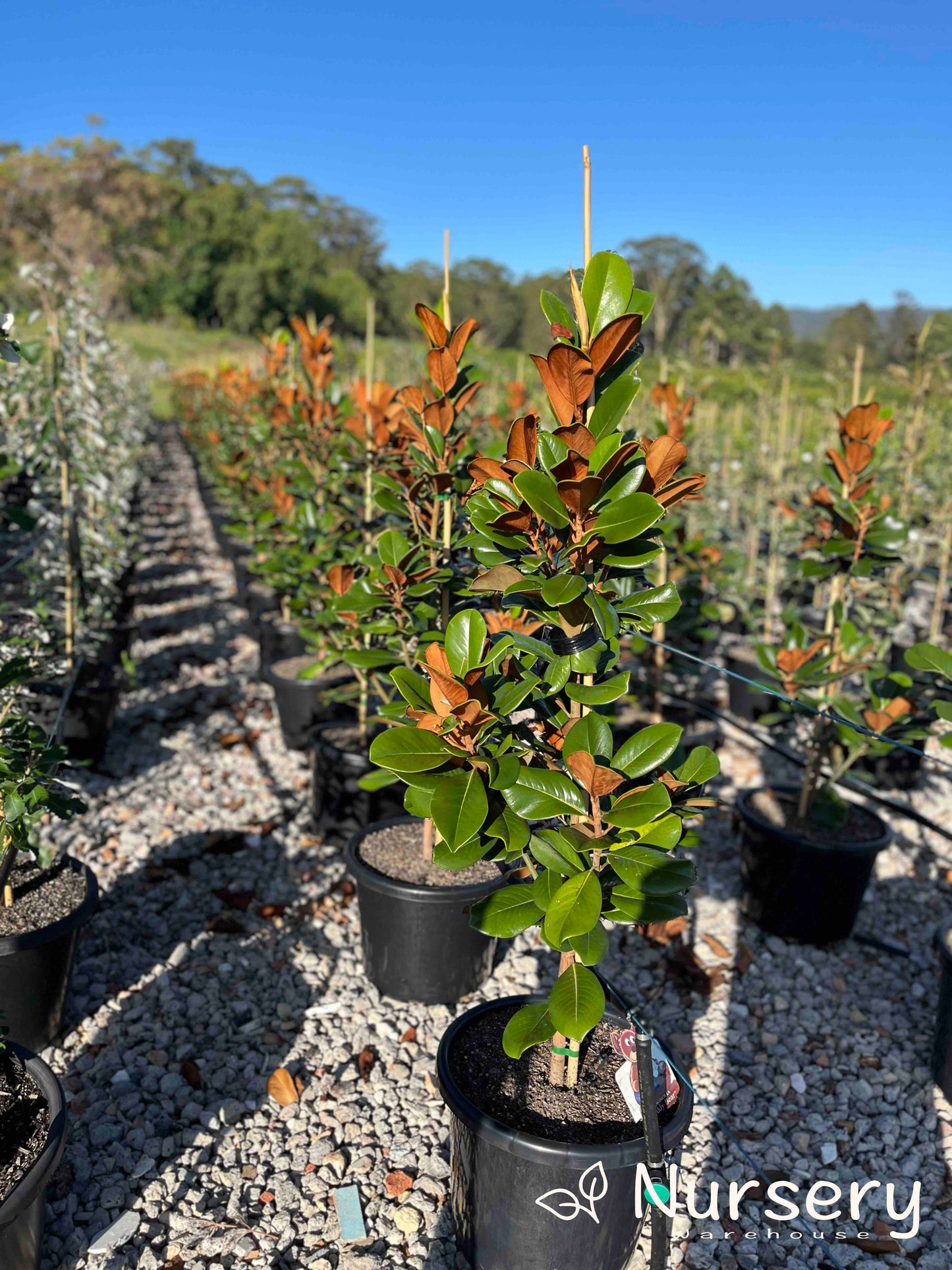 Magnolia Grandiflora 'Teddy Bear'