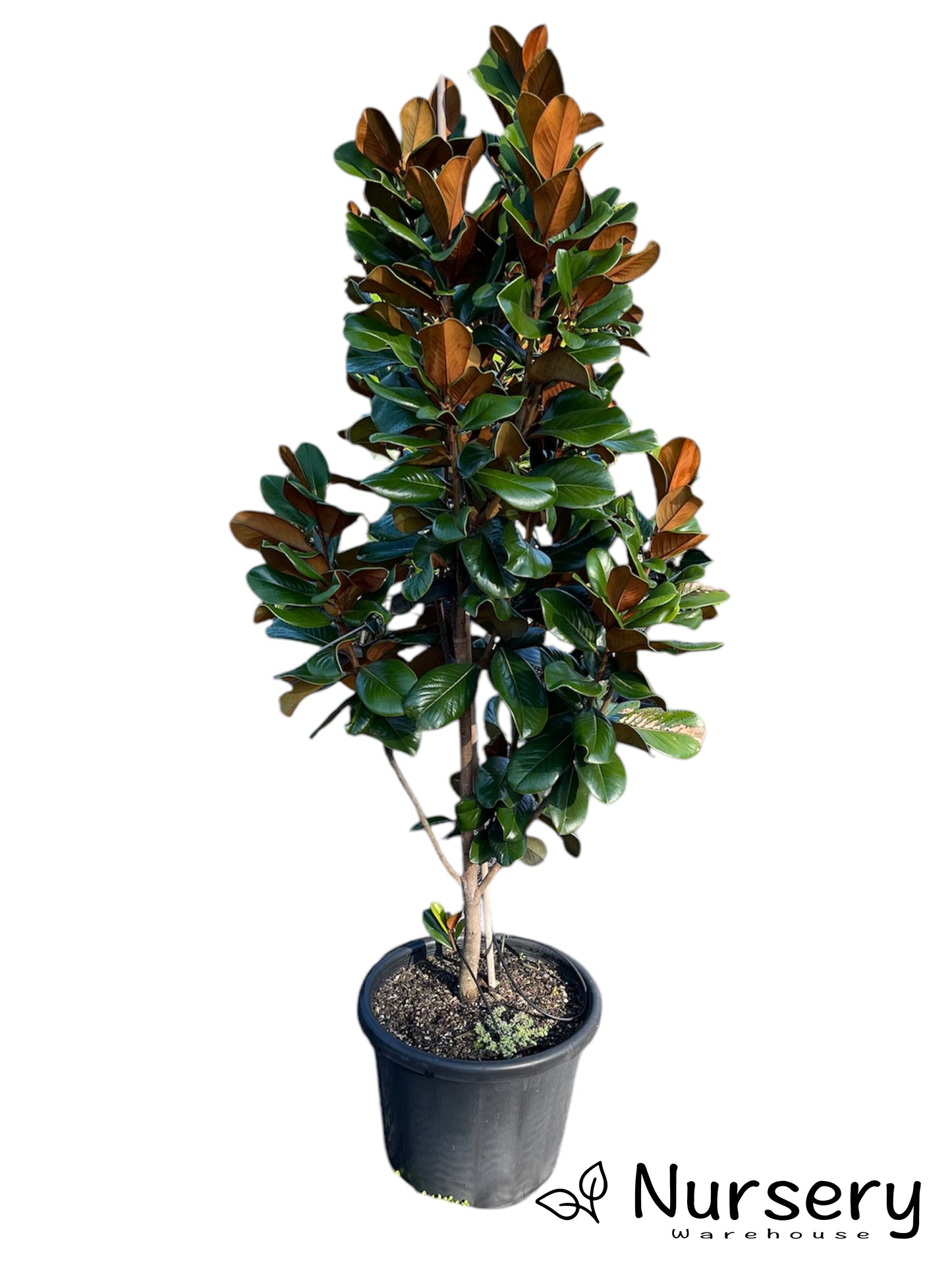 Magnolia Grandiflora 'Teddy Bear'