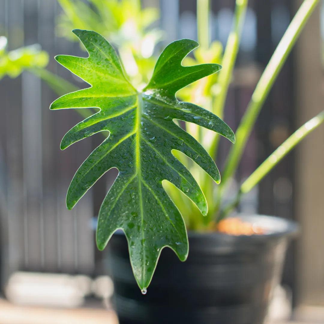 Thaumatophyllum Xanadu (Xanadu Philodendron)
