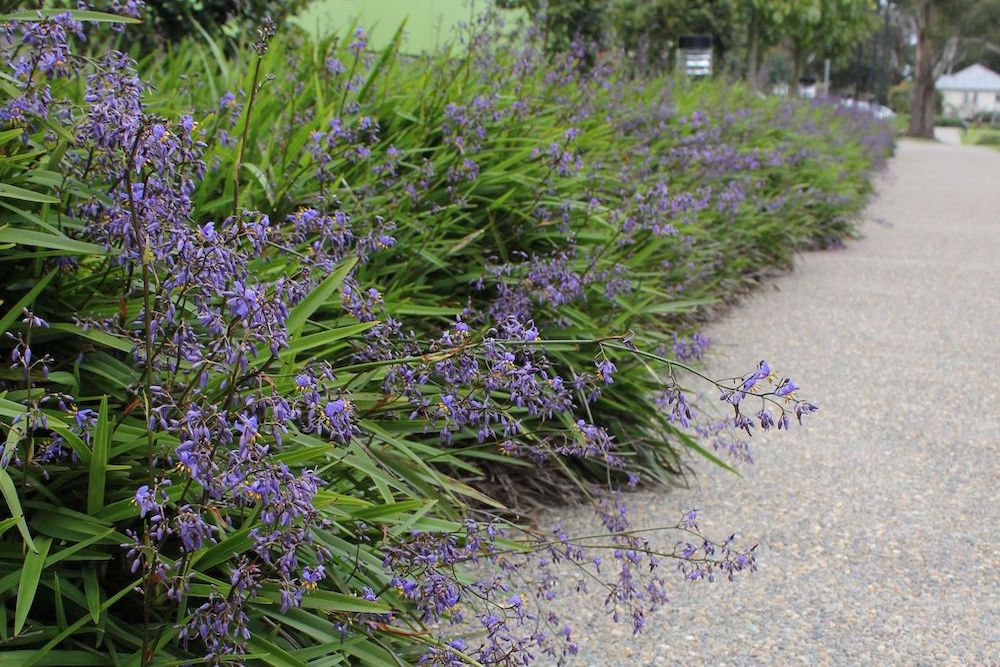 Dianella revoluta (Blue Flax Lily)
