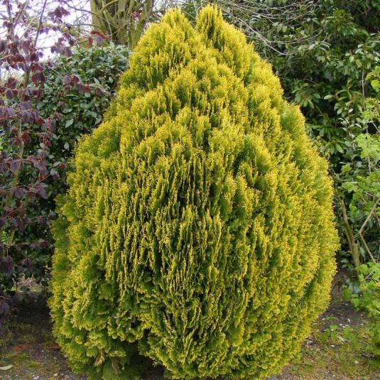 Thuja Occidentalis 'Aurea Nana' (Golden Dwarf Arborvitae)