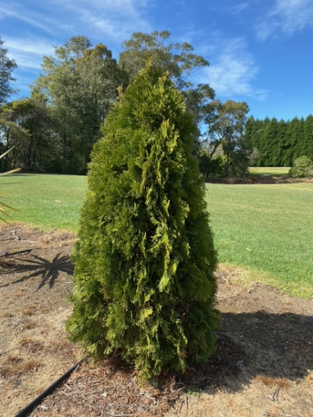 Thuja occidentalis ‘Smaragd’ (Emerald Green Arborvitae) CLEARANCE