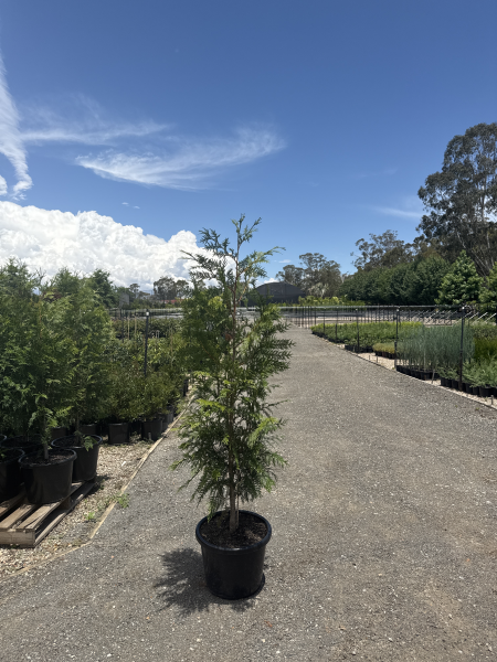 Thuja Plicata (Western Red Cedar)