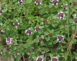 Thymus Pulegioides (Bergamot Thyme)