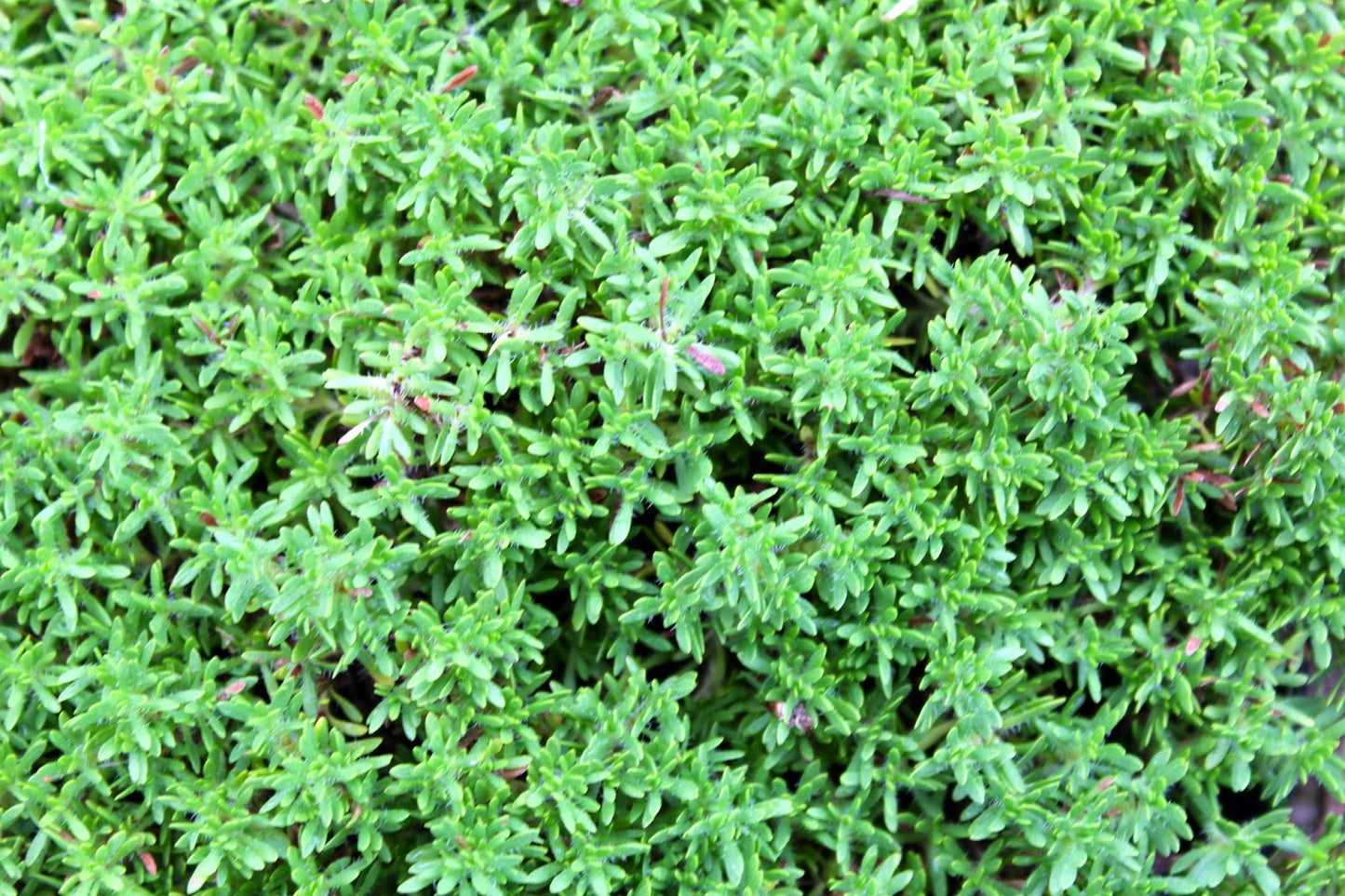 Thymus Fragrantissimus (Orange Peel Thyme)