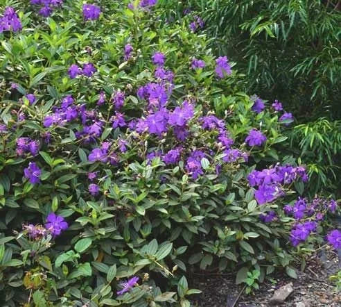 Tibouchina Jazzie (Jazzie Purple Glory Bush)