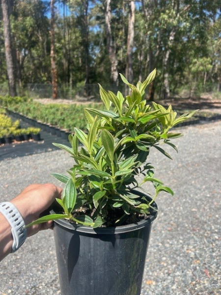 Tibouchina Granulosa Jules (Purple Glory Bush)
