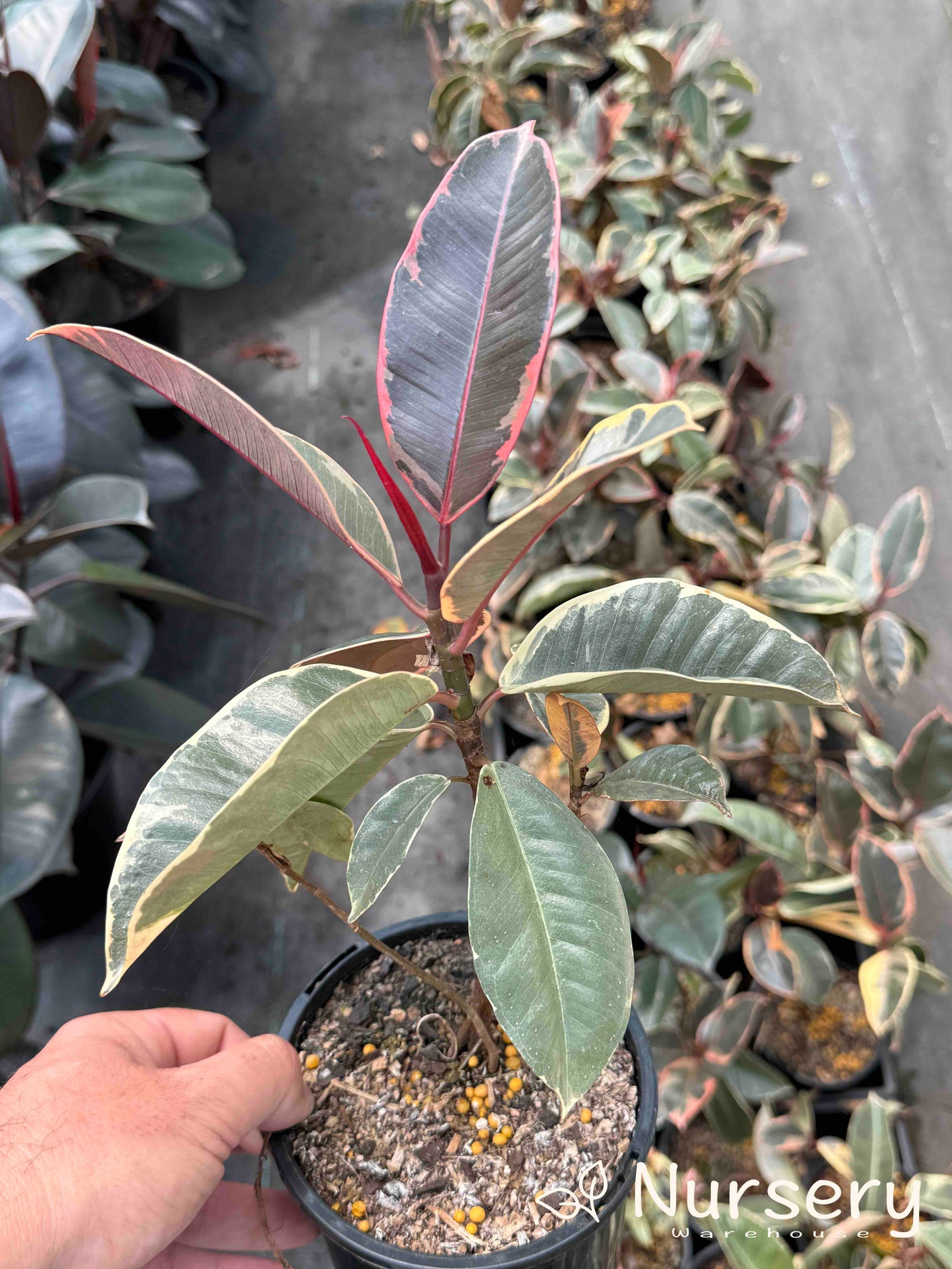 Ficus Elastica ‘Tineke’ (end of batch, undersized, not uniform)