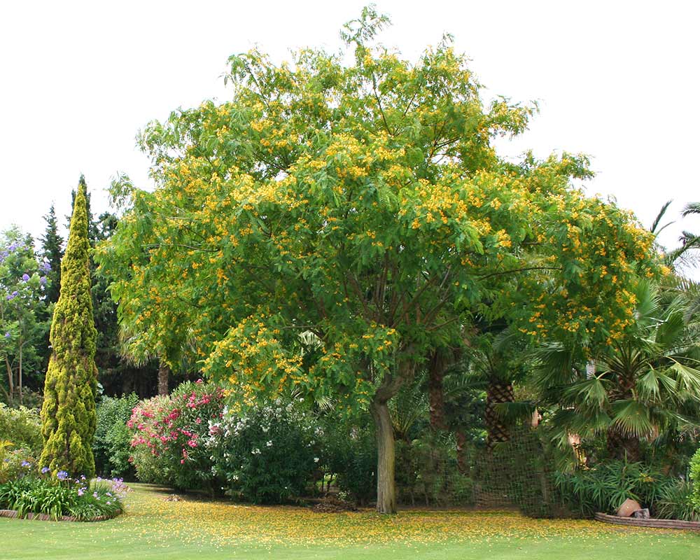 Tipuana Tipu (Racehorse Tree)