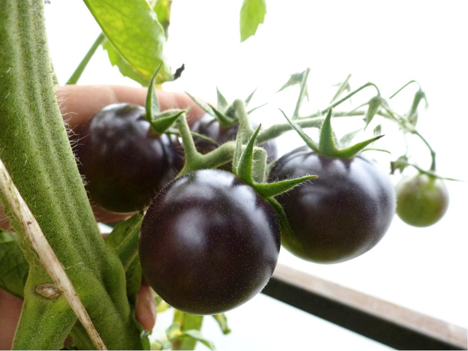 Solanum Lycopersicum 'Black Cherry' (Black Cherry Tomato)